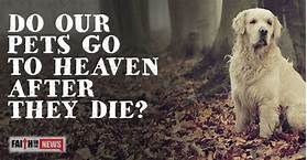 Do Our Pets Miss Us When They Die?