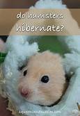 Do Pet Hamsters Hibernate?