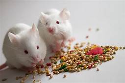 What do Mice Eat as a Pet?