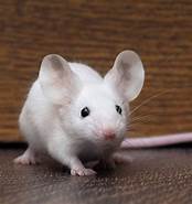 How Long Does a Pet Mouse Live?