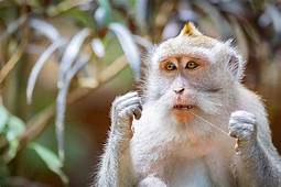 Do Pet Monkeys Stink?