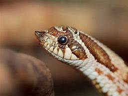 Are Hognose Snakes Good Pets?