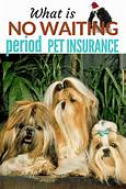 Which Pet Insurance Has No Waiting Period?