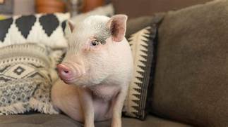 Are Pigs Good Pets?