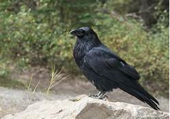 Can Ravens Be Pets?