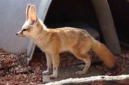 Can Fennec Foxes Be Pets?