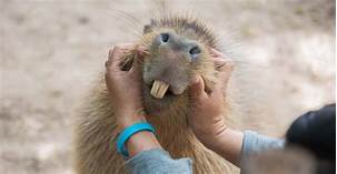 Do Capybaras Make Good Pets?