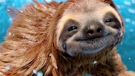 Can I Have a Sloth as a Pet?