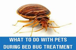 What to Do with Pets During Bed Bug Treatment