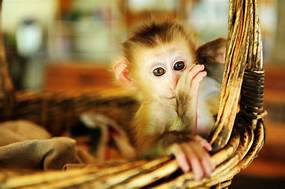 How Do I Get a Pet Monkey?