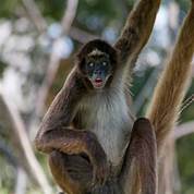 Are Spider Monkeys Good Pets?