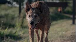 Is Pet Sematary Bloodlines a Sequel?