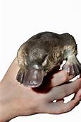 Can You Have a Platypus as a Pet?