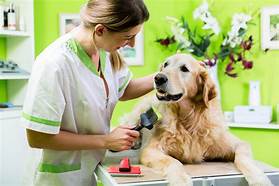 What is Care Credit for Pets?