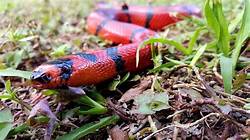 Are Milk Snakes Good Pets?