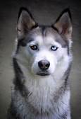 Are Huskies Good Pets?