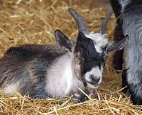 How Long Do Goats Live As Pets?