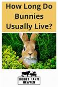 How Long Do Bunnies Live as Pets? Factors and Tips for a Long Life