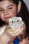 How Long Do Pet Ferrets Live?