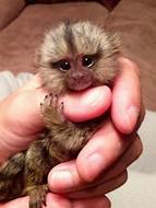 Where Can You Buy a Pet Monkey?