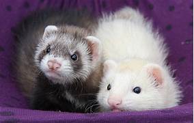 Can You Have a Pet Ferret?