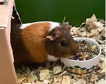 Do Guinea Pigs Make Good Pets?