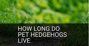 How Long Do Pet Hedgehogs Live?