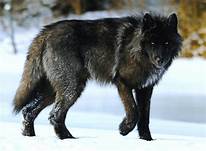 Are Wolf Dogs Good Pets?