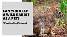 Can a Wild Rabbit be a Pet?