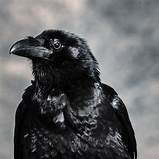 Can You Keep a Raven as a Pet?