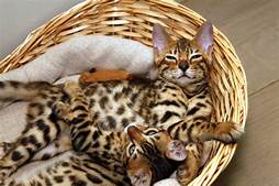 Are Bengal Cats Good Pets?