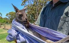 Can You Have a Kangaroo as a Pet?