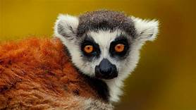 Do Lemurs Make Good Pets?