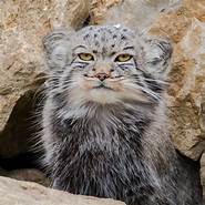 Can Pallas Cats be Pets?