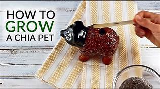 How to Grow a Chia Pet