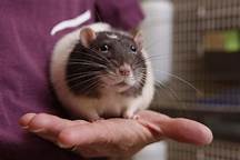 How Much Do Pet Rats Cost?