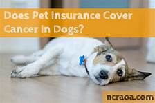 Does Pet Insurance Cover Cancer?