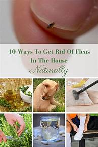 How to Get Rid of Fleas in House Without Pets