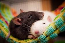 Pet Rats Lifespan: How Long Can You Expect Them to Live?