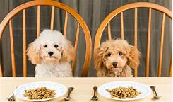 Can You Buy Pet Food With EBT?