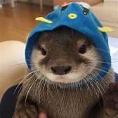 Can You Get a Pet Otter?