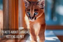 Are Caracals Good Pets?