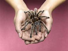 How Long Do Pet Tarantulas Live?