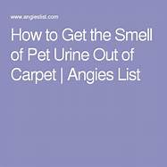 How to Get Pet Urine Out of Carpet