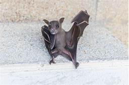 Can Bats Be Pets?