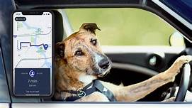 What is Uber Pet?