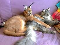 Can Caracals Be Pets?