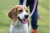 Do Beagles Make Good Pets?