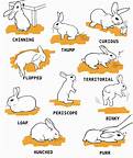 How to Take Care of a Pet Rabbit