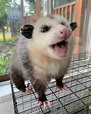 Are Opossums Good Pets?